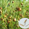 Flax Plant combine 有機整粒亞麻籽BB Date 30/12/27