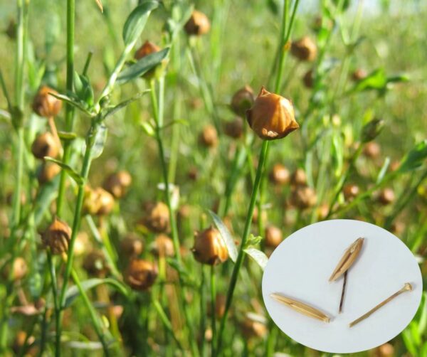 Flax Plant combine 有機整粒亞麻籽BB Date 30/12/27